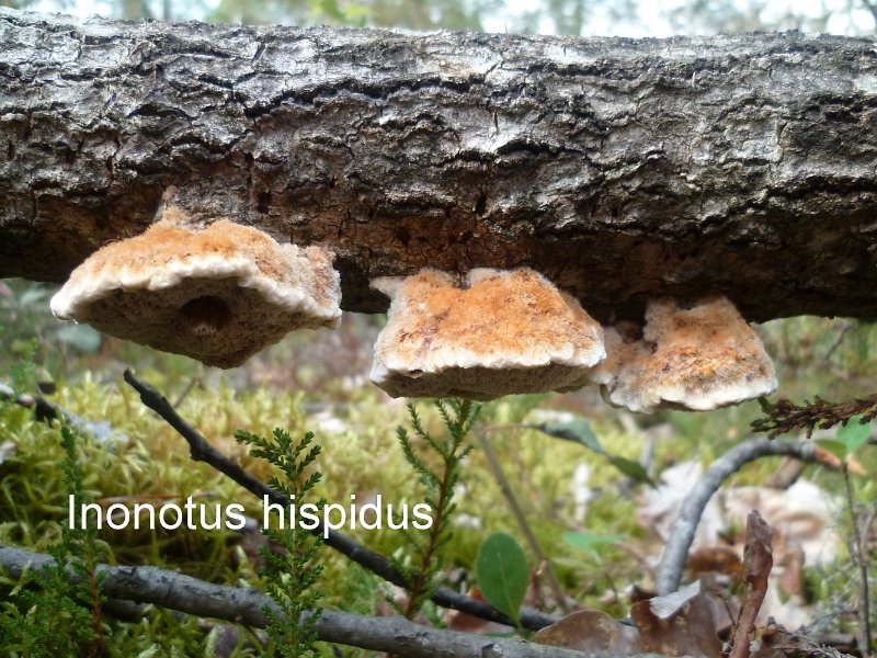 Inonotus hispidus-amf1556.jpg - Inonotus hispidus ; Syn1: Xanthochrous hispidus ; Syn2: Inodermus hispidus ; Nom français: Polypore hérissé